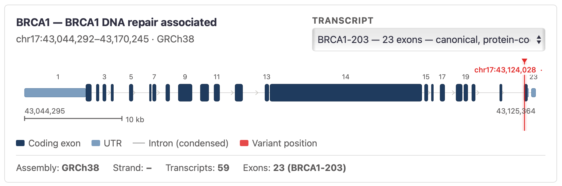 ACMG Validator gene structure view showing the BRCA1 transcript, exon structure and genomic variant position