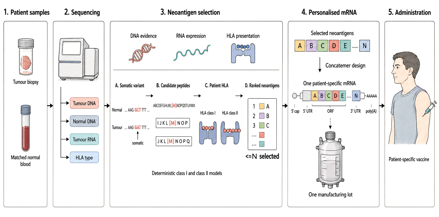 Patient-specific mRNA-4157 workflow from tissue sampling to administration