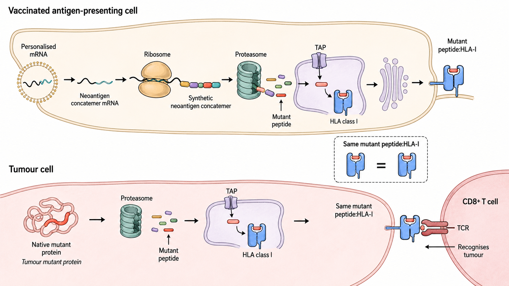 Vaccinated cell presenting antigens to immune system and tumour presenting its own matching antigens